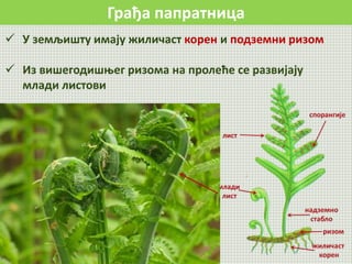 Грађа папратница
 У земљишту имају жиличаст корен и подземни ризом
 Из вишегодишњег ризома на пролеће се развијају
млади листови
 
