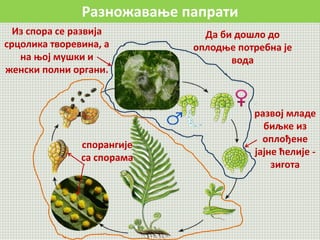Разножавање папрати
развој младе
биљке из
оплођене
јајне ћелије -
зигота
спорангије
са спорама
Из спора се развија
срцолика творевина, а
на њој мушки и
женски полни органи.
Да би дошло до
оплодње потребна је
вода
 