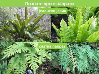 Познате врсте папрати
јеленски језик
слатка папрат
 