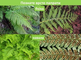 Познате врсте папрати
бујад
навала
 