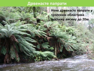 Дрвенасте папрати
Неке дрвенасте папрати у
тропским областима
достижу висину до 20м.
 