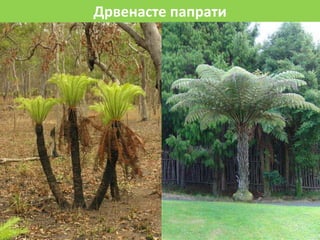 Дрвенасте папрати
 