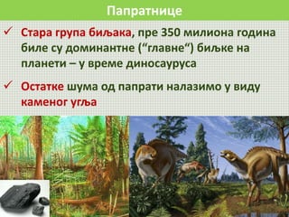 Папратнице
 Стара група биљака, пре 350 милиона година
биле су доминантне (“главне“) биљке на
планети – у време диносауруса
 Остатке шума од папрати налазимо у виду
каменог угља
 