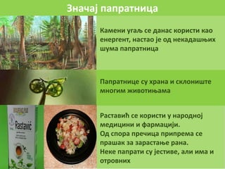 Значај папратница
Камени угаљ се данас користи као
енергент, настао је од некадашњих
шума папратница
Папратнице су храна и склониште
многим животињама
Раставић се користи у народној
медицини и фармацији.
Од спора пречица припрема се
прашак за зарастање рана.
Неке папрати су јестиве, али има и
отровних
 