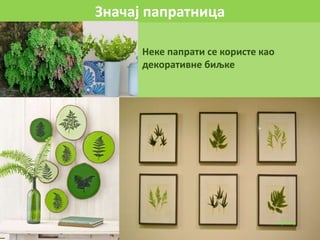Значај папратница
Неке папрати се користе као
декоративне биљке
 