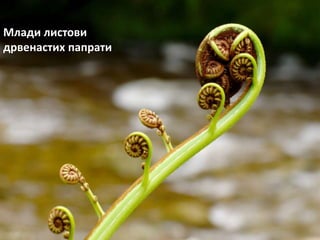 Млади листови
дрвенастих папрати
 
