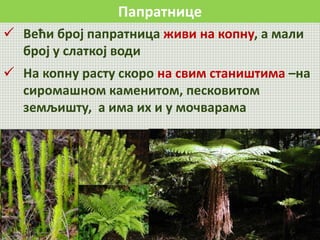 Папратнице
 Већи број папратница живи на копну, а мали
број у слаткој води
 На копну расту скоро на свим стаништима –на
сиромашном каменитом, песковитом
земљишту, а има их и у мочварама
 