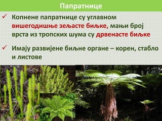 Папратнице
 Копнене папратнице су углавном
вишегодишње зељасте биљке, мањи број
врста из тропских шума су дрвенасте биљке
 Имају развијене биљне органе – корен, стабло
и листове
 