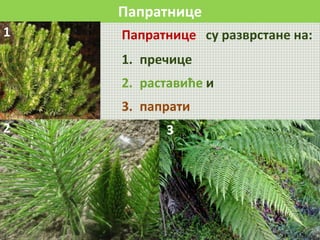 Папратнице
Папратнице су разврстане на:
1. пречице
2. раставиће и
3. папрати
1
2 3
 