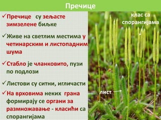 Пречице
Пречице су зељасте
зимзелене биљке
Живе на светлим местима у
четинарским и листопадним
шума
Стабло је чланковито, пузи
по подлози
Листови су ситни, игличасти
На врховима неких грана
формирају се органи за
размножавање - класићи са
спорангијама
лист
клас са
спорангијама
 