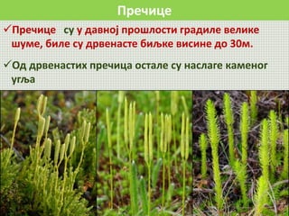 Пречице
Пречице су у давној прошлости градиле велике
шуме, биле су дрвенасте биљке висине до 30м.
Од дрвенастих пречица остале су наслаге каменог
угља
 