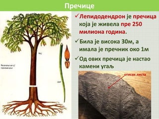 Пречице
Лепидодендрон је пречица
која је живела пре 250
милиона година.
Била је висока 30м, а
имала је пречник око 1м
Од ових пречица је настао
камени угаљ
отисак листа
 