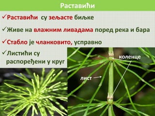 Раставићи
Раставићи су зељасте биљке
Живе на влажним ливадама поред река и бара
Стабло је чланковито, усправно
коленце
лист
Листићи су
распоређени у круг
 