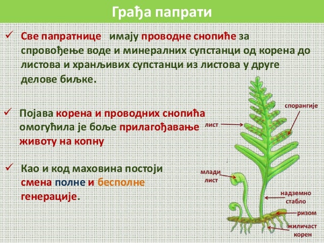 Papratnice