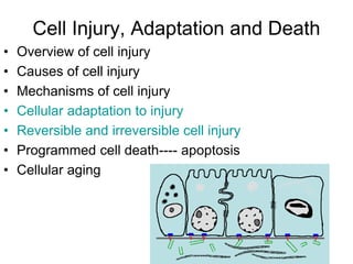 2+3- Pathology-Cellular-Injury Adaptation-to-Stress Iinjury.ppt