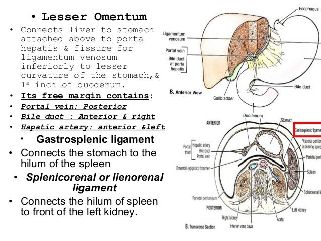 23 peritoneum