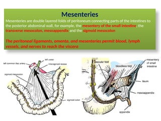 23-Peritonuem.pptx :Anatomy and Functions | PPTX