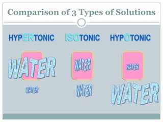 Comparison of 3 Types of Solutions


HYPERTONIC   ISOTONIC   HYPOTONIC
 