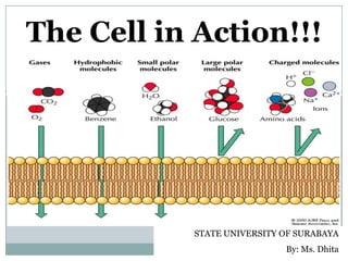 The Cell in Action!!!




           STATE UNIVERSITY OF SURABAYA
                            By: Ms. Dhita
 