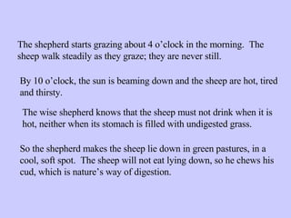 The shepherd starts grazing about 4 o’clock in the morning.  The sheep walk steadily as they graze; they are never still. By 10 o’clock, the sun is beaming down and the sheep are hot, tired and thirsty. The wise shepherd knows that the sheep must not drink when it is hot, neither when its stomach is filled with undigested grass. So the shepherd makes the sheep lie down in green pastures, in a cool, soft spot.  The sheep will not eat lying down, so he chews his cud, which is nature’s way of digestion. 
