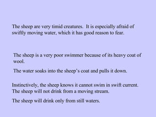 The sheep are very timid creatures.  It is especially afraid of swiftly moving water, which it has good reason to fear. The sheep is a very poor swimmer because of its heavy coat of wool. The water soaks into the sheep’s coat and pulls it down. Instinctively, the sheep knows it cannot swim in swift current.  The sheep will not drink from a moving stream. The sheep will drink only from still waters. 
