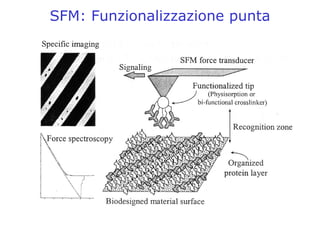 2.3     P  Spm Cenni