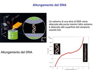 2.3     P  Spm Cenni