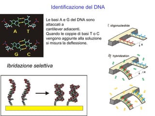 2.3     P  Spm Cenni