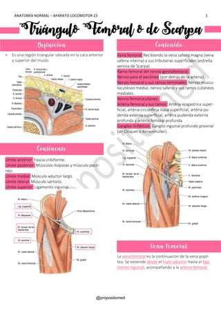 ANATOMÍA NORMAL – APARATO LOCOMOTOR 23 1
@propositomed
Triángulo Femoral o de Scarpa
• Es una región triangular ubicada en la cara anterior
y superior del muslo.
Límite anterior: Fascia cribiforme.
Límite posterior: Músculos iliopsoas y músculo pectí-
neo.
Límite medial: Músculo aductor largo.
Límite lateral: Músculo sartorio.
Límite superior: Ligamento inguinal.
Vena femoral: Recibiendo la vena safena magna (vena
safena interna) y sus tributarias superficiales (estrella
venosa de Scarpa).
Ramo femoral del nervio genitofemoral.
Nervio para el pectíneo (por detrás de la arteria).
Nervio femoral y sus ramos terminales: Nervio muscu-
locutáneo medial, nervio safeno y sus ramos cutáneos
mediales.
Nervio femorocutáneo.
Artéria femoral y sus ramos: Artéria epigastrica super-
ficial, artéria circunfleja ilíaca superficial, artéria pu-
denda externa superficial, artéria pudenda externa
profunda y artéria femoral profunda.
Ganglios linfáticos: Ganglio inguinal profundo proxinal
(de Cloquet o Renenmüller).
La vena femoral es la continuación de la vena poplí-
tea. Se extiende desde el hiato aductor hasta el liga-
mento inguinal, acompañando a la arteria femoral.
Definición Contenido
Continente
Vena Femoral
 