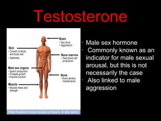 Testosterone
•
Male sex hormone
•
Commonly known as an
indicator for male sexual
arousal, but this is not
necessarily the case
•
Also linked to male
aggression
 