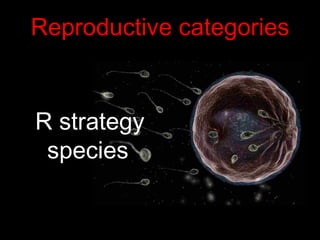 Reproductive categories
R strategy
species
 