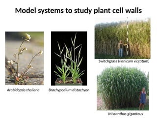 Plant cell wall composition and function | PPT