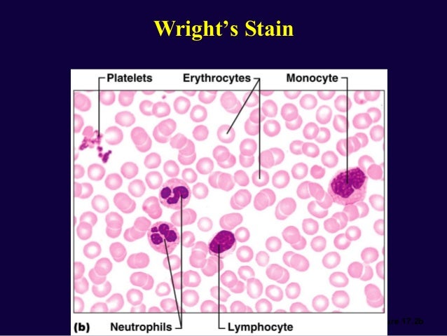 Blood platelets labeled diagram 