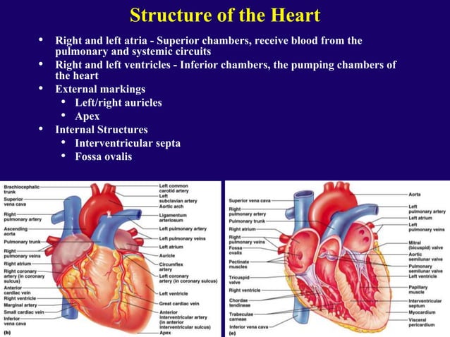 structure of heart
