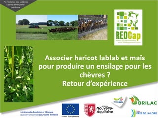 Associer haricot lablab et maïs
pour produire un ensilage pour les
chèvres ?
Retour d’expérience
PEI résilience des systèmes
caprins de Nouvelle-
Aquitaine
 