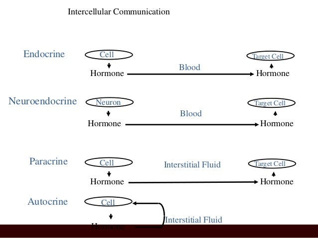 230 endocrine system