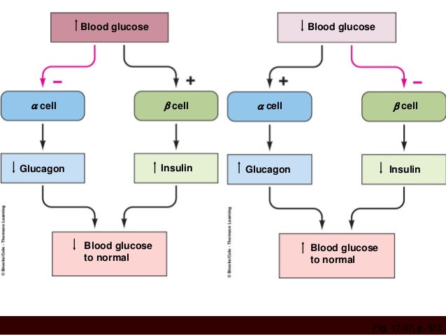 for blood sugar chart endocrine 230 system for blood sugar chart endocrine 230 system