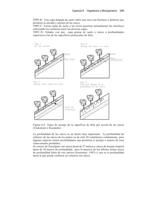 Capítulo 8 Vegetación y Bioingeniería 289
TIPO B: Una capa delgada de suelo sobre una roca con fracturas o defectos que
permiten la entrada y anclaje de las raíces.
TIPO C: Varias capas de suelo y las raíces penetran normalmente las interfaces
reforzando los contactos entre las diversas capas.
TIPO D: Taludes con una capa gruesa de suelo y raíces a profundidades
superiores a las de las superficies potenciales de falla.
Figura 8.8 Tipos de anclaje de la superficie de falla por acción de las raíces
(Tsukamoto y Kusakabe).
La profundidad de las raíces es un factor muy importante. La profundidad de
refuerzo de las raíces de los pastos es de solo 20 centímetros comúnmente, pero
algunas especies tienen profundidades que permiten el anclaje a mantos de roca
relativamente profundos.
Se conoce de Eucaliptus con raíces hasta de 27 metros y raíces de bosque tropical
hasta de 30 metros de profundidad, pero la mayoría de los árboles tienen raíces
de profundidad hasta de tres metros (Greenway- 1987) y esta es la profundidad
hasta la que puede confiarse un refuerzo con raíces.
 