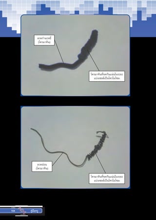 164
164 คู่มือครู
ลวดก�ำมะหยี่
(โครมาทิน)
โครมาทินที่ขดกันแน่นในระยะ
แบ่งเซลล์เป็นโครโมโซม
ลวดอ่อน
(โครมาทิน)
โครมาทินที่ขดกันแน่นในระยะ
แบ่งเซลล์เป็นโครโมโซม
 