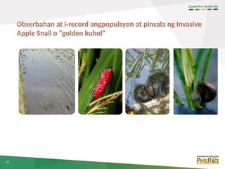 Kuhol In Rice Field 231121-1a-Agro-ecosystems Analysis (AESA)_KMdelCastillo.pptx