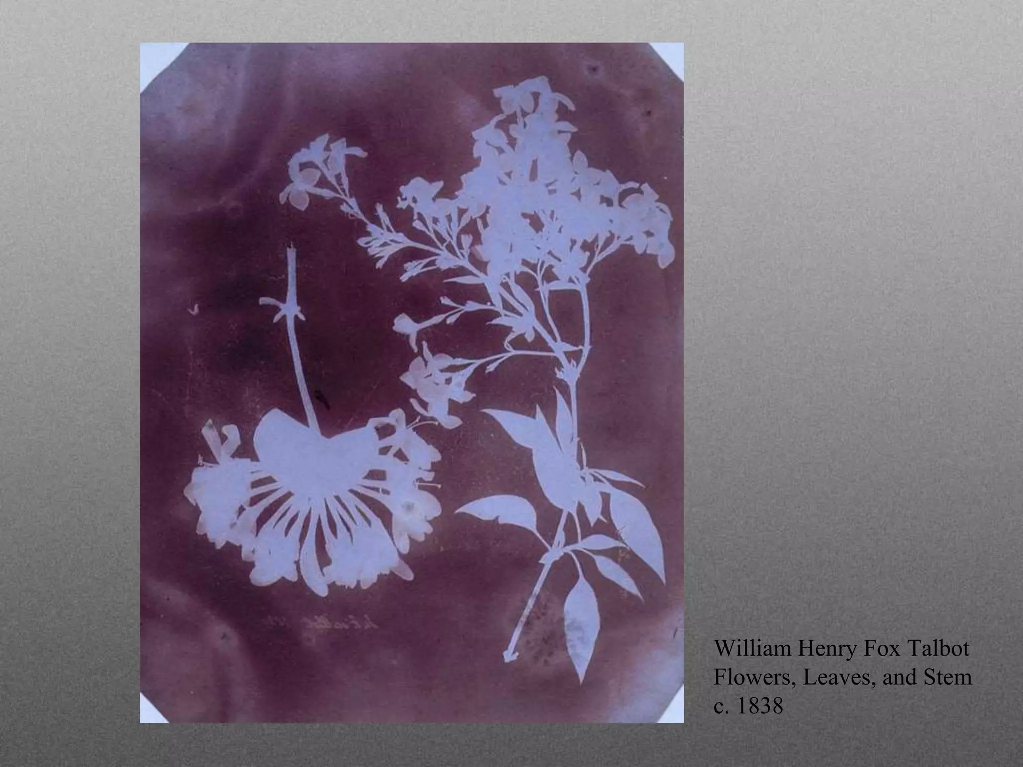 William Henry Fox Talbot
Flowers, Leaves, and Stem
c. 1838
 