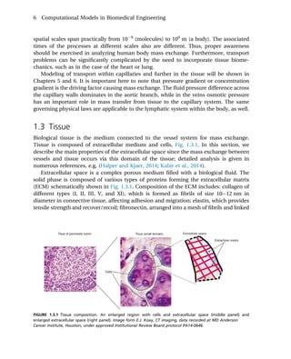 Computational Models In Biomedical Engineering Finite Element Models ...