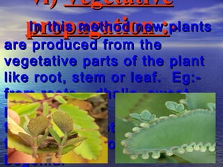 vi) Vegetative
   propagation :plants
   In this method new -
are produced from the
vegetative parts of the plant
like root, stem or leaf. Eg:-
from roots – dhalia, sweet
potato,
from stem – potato, ginger,
from leaf – bryophyllum,
begonia.
 