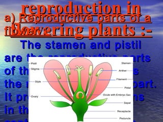 reproduction in a
a) Reproductive parts of
 flowering plants :-
flower :-
    The stamen and pistil
are the reproductive parts
of the flower. Stamen is
the male reproductive part.
It produces pollen grains
                   
in the anther    
                which
 