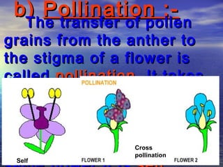 b) Pollination :-
   The transfer of pollen
grains from the anther to
the stigma of a flower is
called pollination. It takes
place by wind, water or
insects. If the pollen grains
are transferred from the
anther to the stigma of the
                  Cross
                  pollination
 Self
 