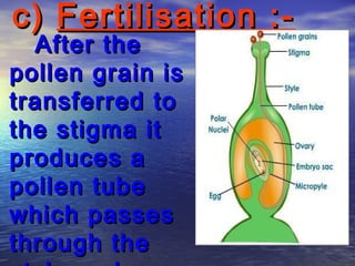c) Fertilisation :-
  After the
pollen grain is
transferred to
the stigma it
produces a
pollen tube
which passes
through the
 