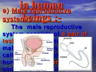 in reproductive
a) Male
         human
      beings :-
system :-
   The male reproductive
system consists of a pair of
testes which produces the
male reproductive cells
called sperms and the
hormone testosteron. It is
contained in sac like
 