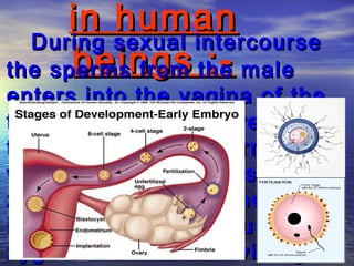 in human
  During sexual intercourse
      beings :-
the sperms from the male
enters into the vagina of the
female. The sperms reaches
the oviduct. One sperm fuses
with an egg and forms a
zygote. The zygote then gets
implanted in the uterus. The
zygote then starts dividing to
 