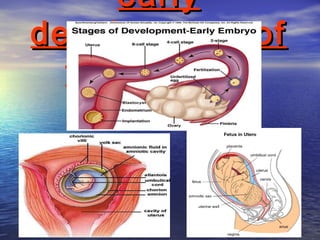 early
development of
  the embryo
 