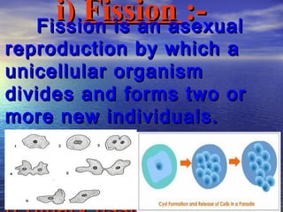 i) Fission :-
   Fission is an asexual
reproduction by which a
unicellular organism
divides and forms two or
more new individuals.
Fission is of two types.
They are binary fission and
multiple fission.
 